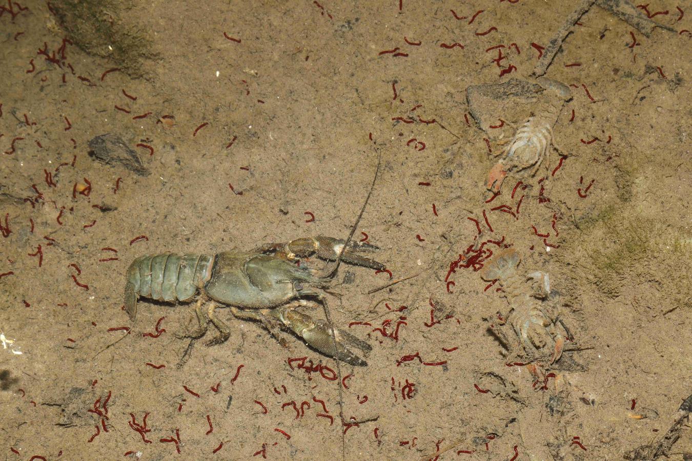 Los efectos del calor de los días pasados podrían estar detrás de la alta mortandad