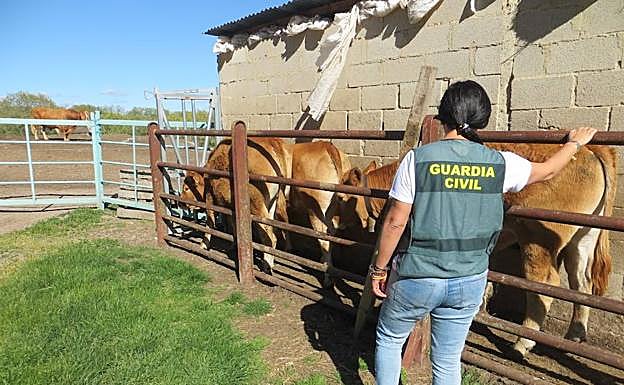 Detenido por vender cuatro terneras robadas en Aguilar