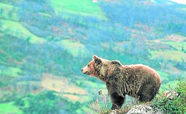 El oso pardo es el vecino más ilustre del Parque Natural. 