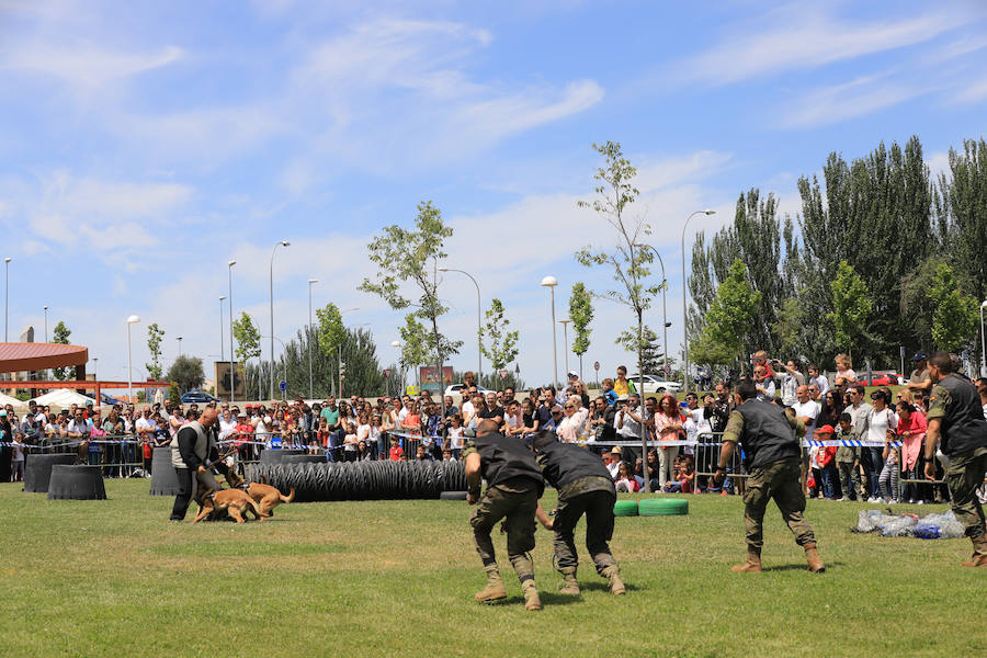 Fotos: Exhibición militar en Salamanca en el día de las Fuerzas Armadas (1/2)