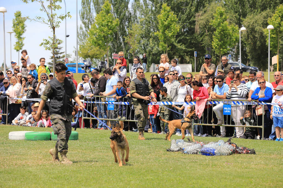 Fotos: Exhibición militar en Salamanca en el día de las Fuerzas Armadas (1/2)