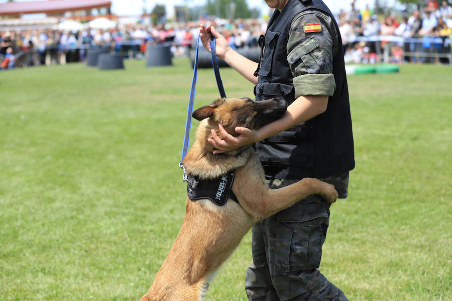 Fotos: Exhibición militar en Salamanca en el día de las Fuerzas Armadas (1/2)