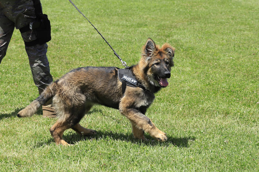 Fotos: Exhibición militar en Salamanca en el día de las Fuerzas Armadas (1/2)