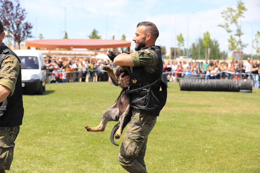 Fotos: Exhibición militar en Salamanca en el día de las Fuerzas Armadas (1/2)