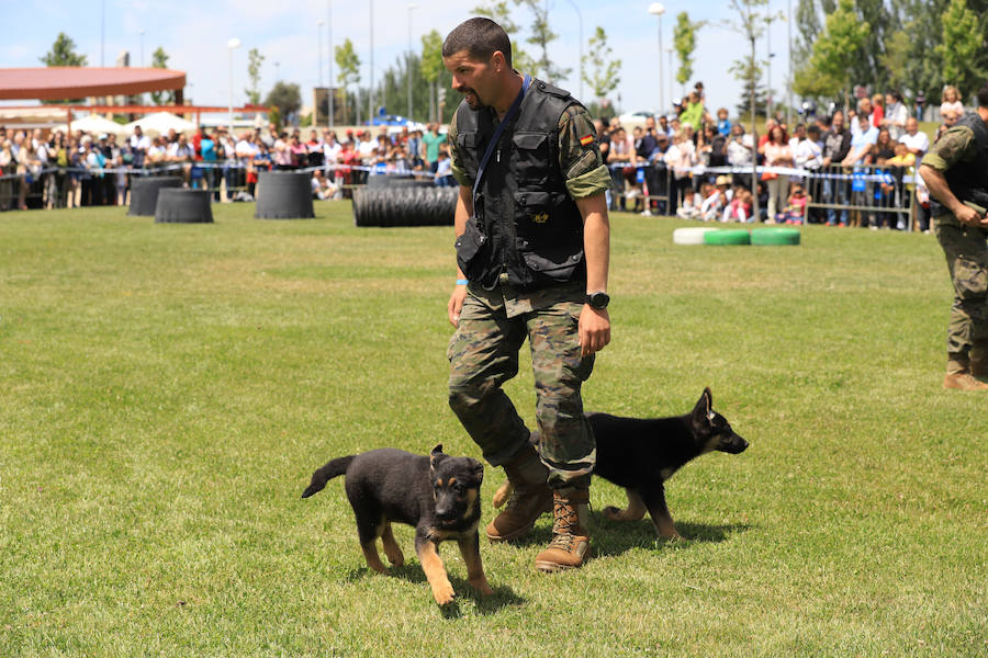 Fotos: Exhibición militar en Salamanca en el día de las Fuerzas Armadas (1/2)