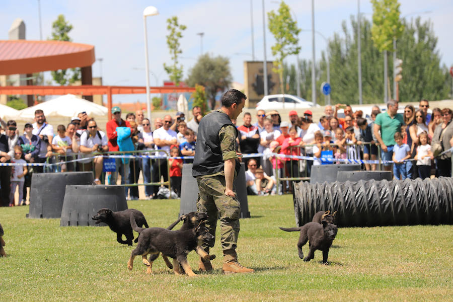 Fotos: Exhibición militar en Salamanca en el día de las Fuerzas Armadas (1/2)