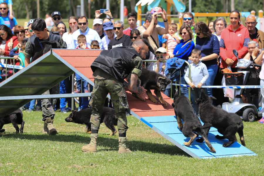 Fotos: Exhibición militar en Salamanca en el día de las Fuerzas Armadas (1/2)