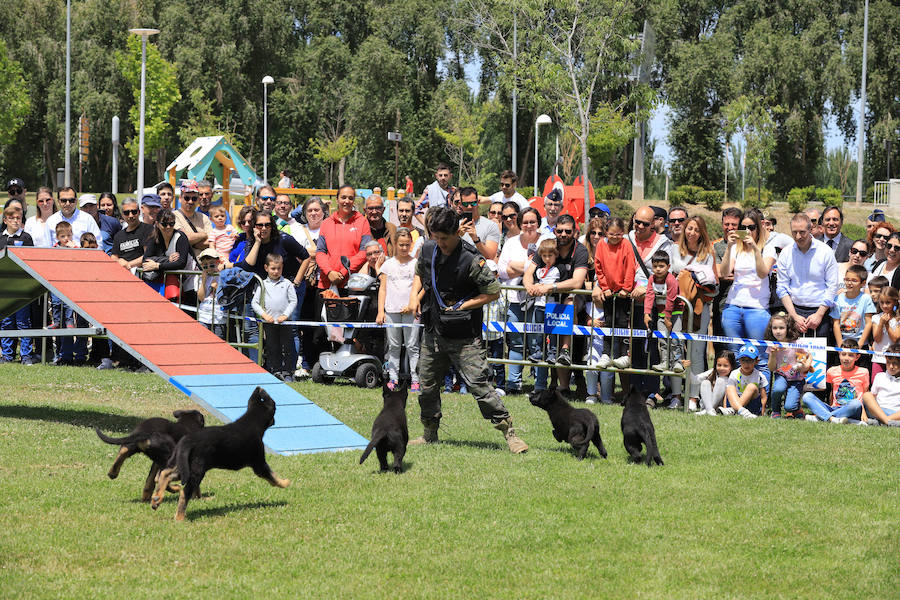 Fotos: Exhibición militar en Salamanca en el día de las Fuerzas Armadas (1/2)
