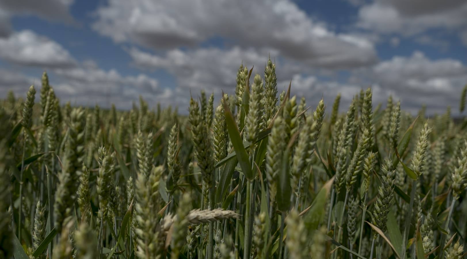 Fotos: Los colores del campo