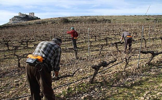 Un grupo de trabajadores realizan labores de poda en una viña de la Ribera de Duero. 