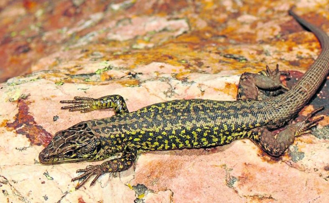Ejemplar de lagartija batueca, una especie autóctona en riesgo de extinción. 