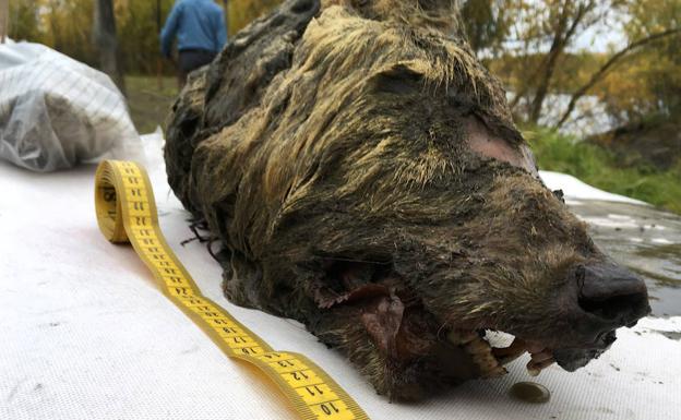 La cabeza del lobo siberiano. 