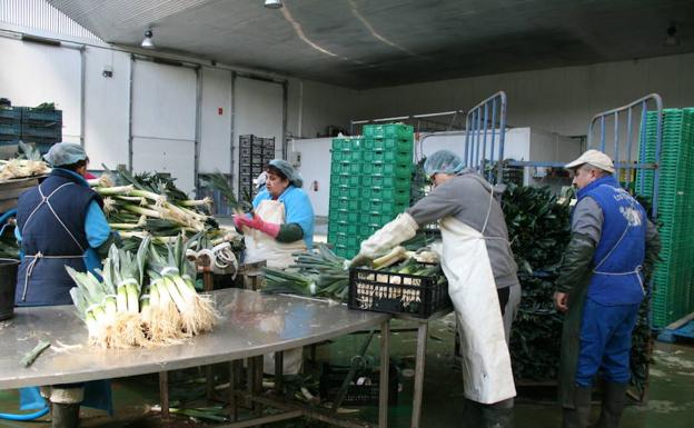 Trabajadores atan manojos de puerros. 