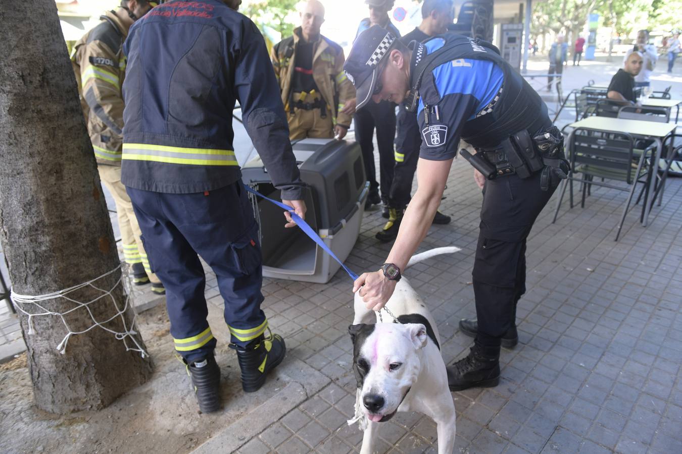 Fotos: Retiran a un perro de su dueño por no tener los permisos adecuados