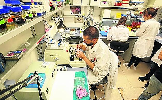 Imagen principal - En la primera foto, el CIC que cuenat con una plantilla formada por 250 profesionales. En segundo lugar, una investigadora del CIC analiza una muestra. Por último, ratones utilizados en los experimentos. 