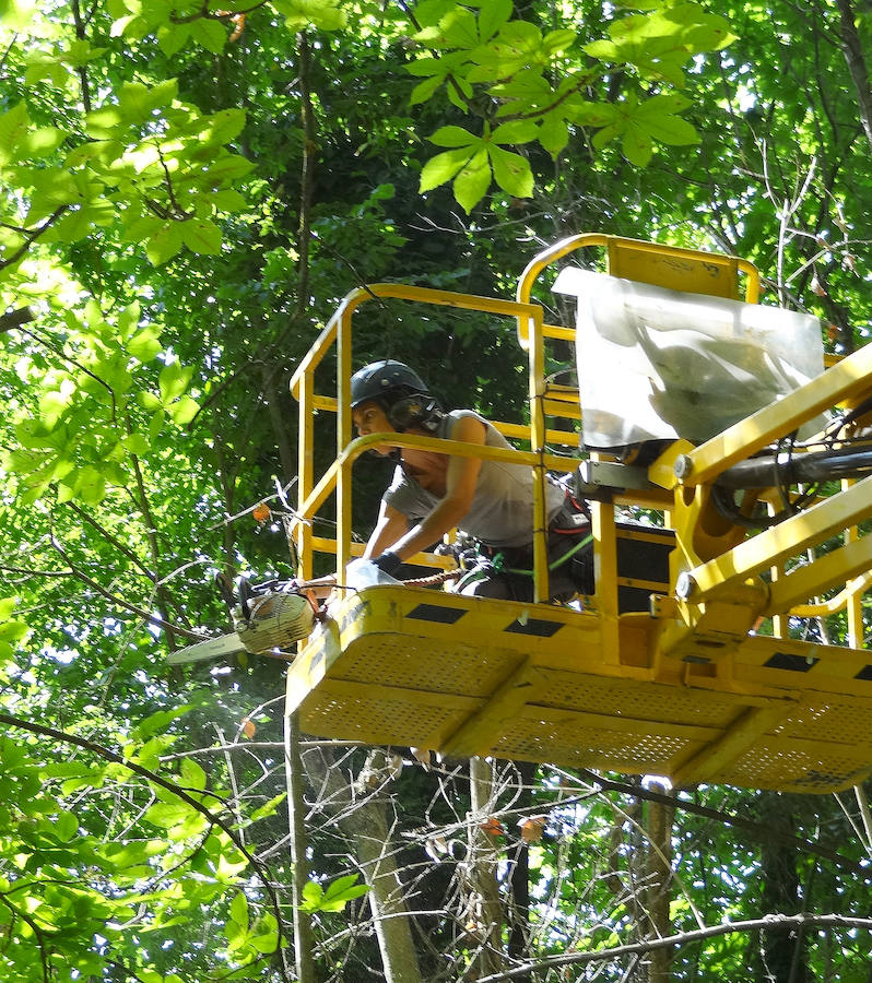 Fotos: Trabajos de acondicionamiento del arbolado del Campo Grande de Valladolid