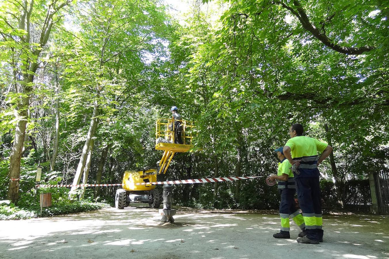 Fotos: Trabajos de acondicionamiento del arbolado del Campo Grande de Valladolid