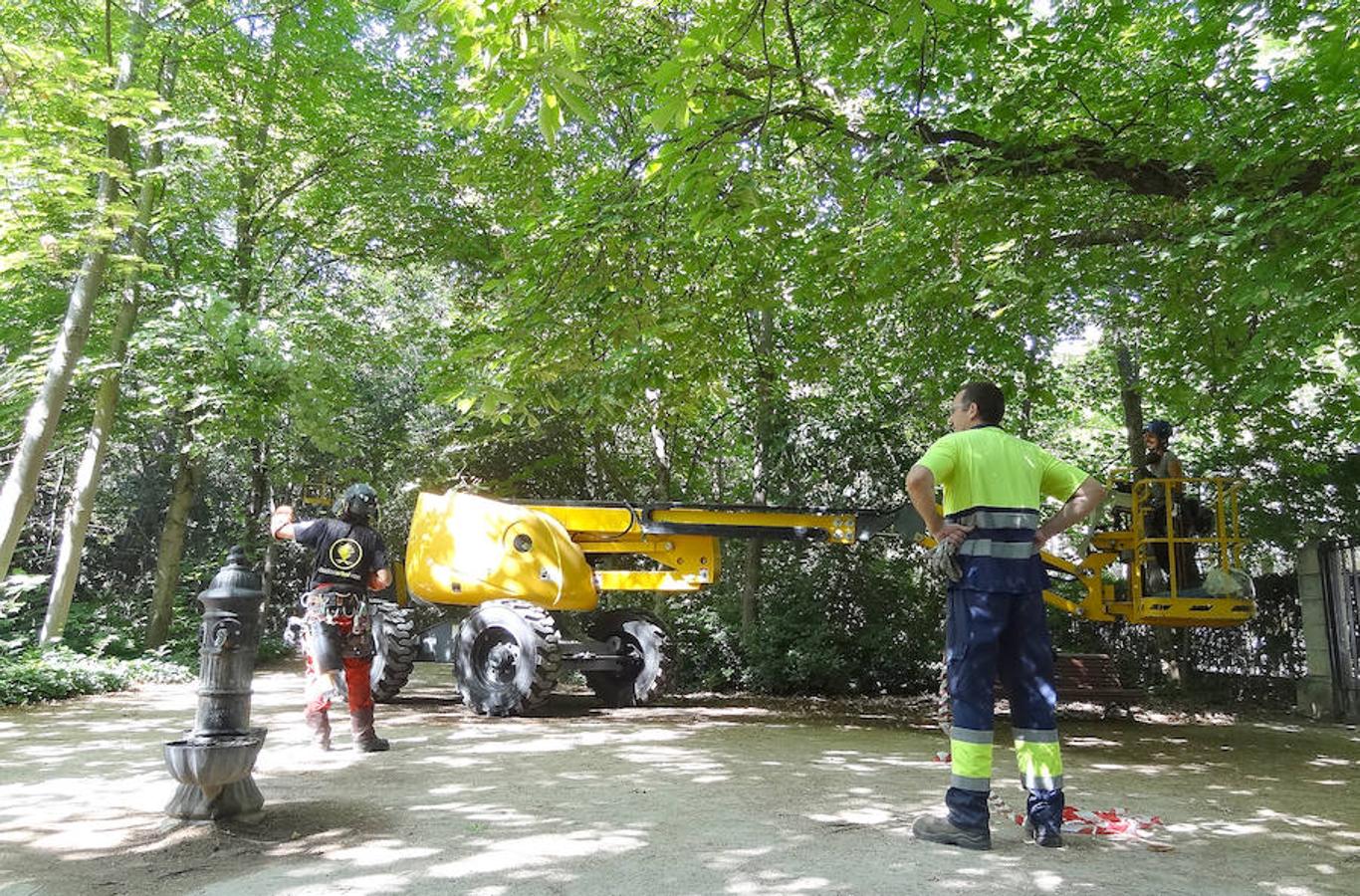 Fotos: Trabajos de acondicionamiento del arbolado del Campo Grande de Valladolid