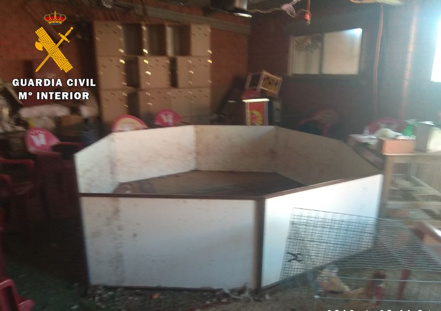 Fotos: Trece detenidos por la celebración clandestina de peleas de gallos en Tordesillas