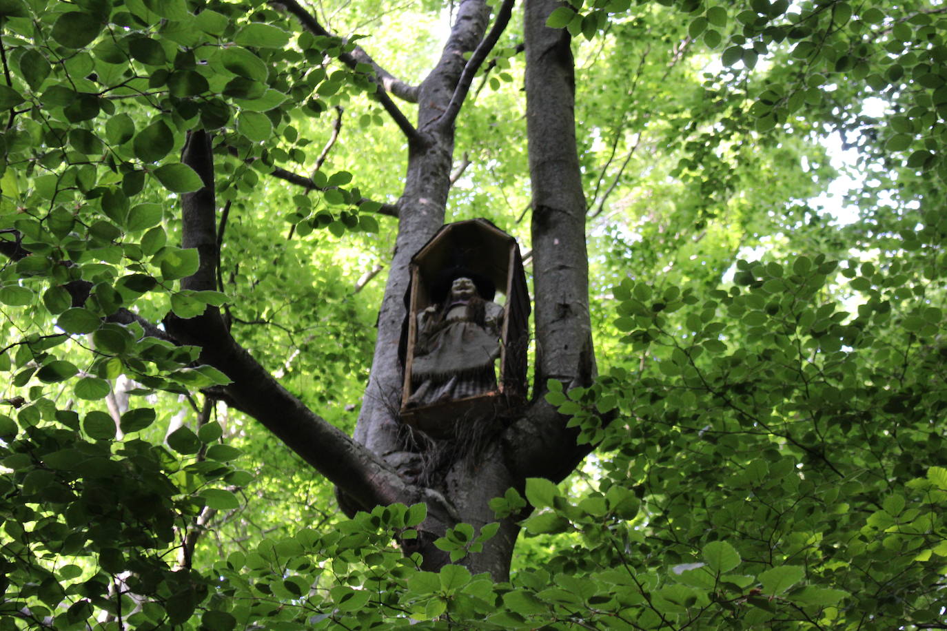 Imagen secundaria 2 - El Faedo de Ciñera: el bosque encantado existe 