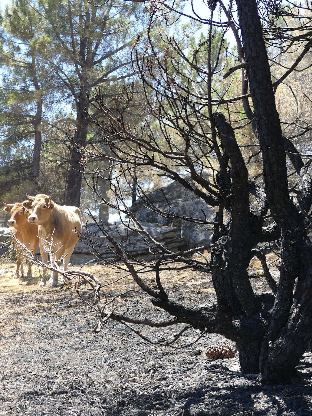 Las localidades abulenses de Pedro Bernardo y Gavilanes han visto arder su sierra durante seis días. A falta de una perimetración exhaustiva, las primeras cifras oficiales hablan de 1.400 hectáreas quemadas.