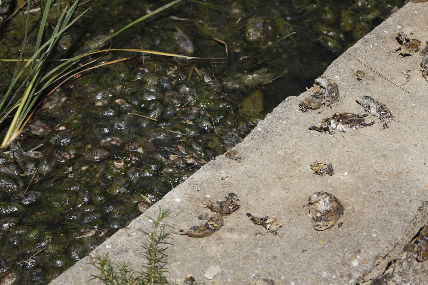 Miles de topillos muertos se acumulan en las aguas del río Valdeginate.