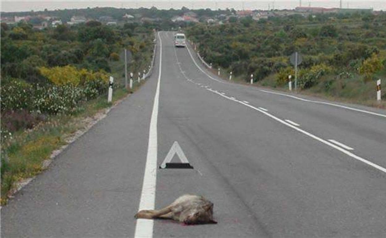 Lobo atropellado en una carretera. 