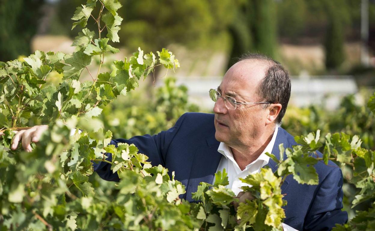 Carlos Moro, en un viñedo gallego. 