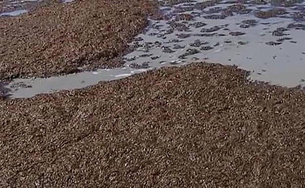 Miles de algas asiáticas invaden la costa de Tarifa