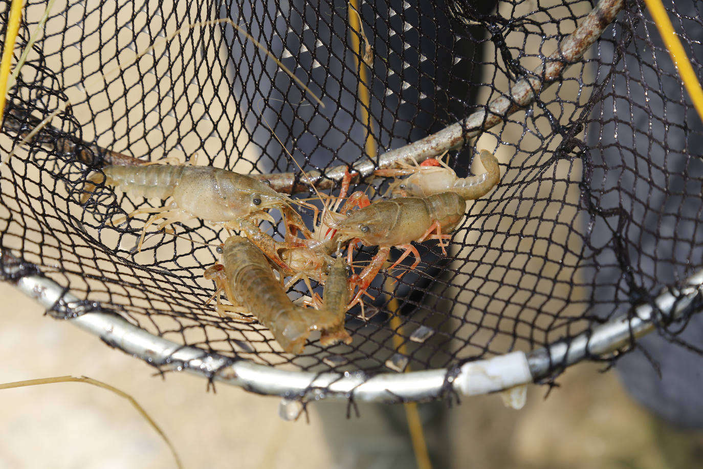 Fotos: Investigadores del Csic estudian la plaga de topillos en tierra de campos ( Palencia )