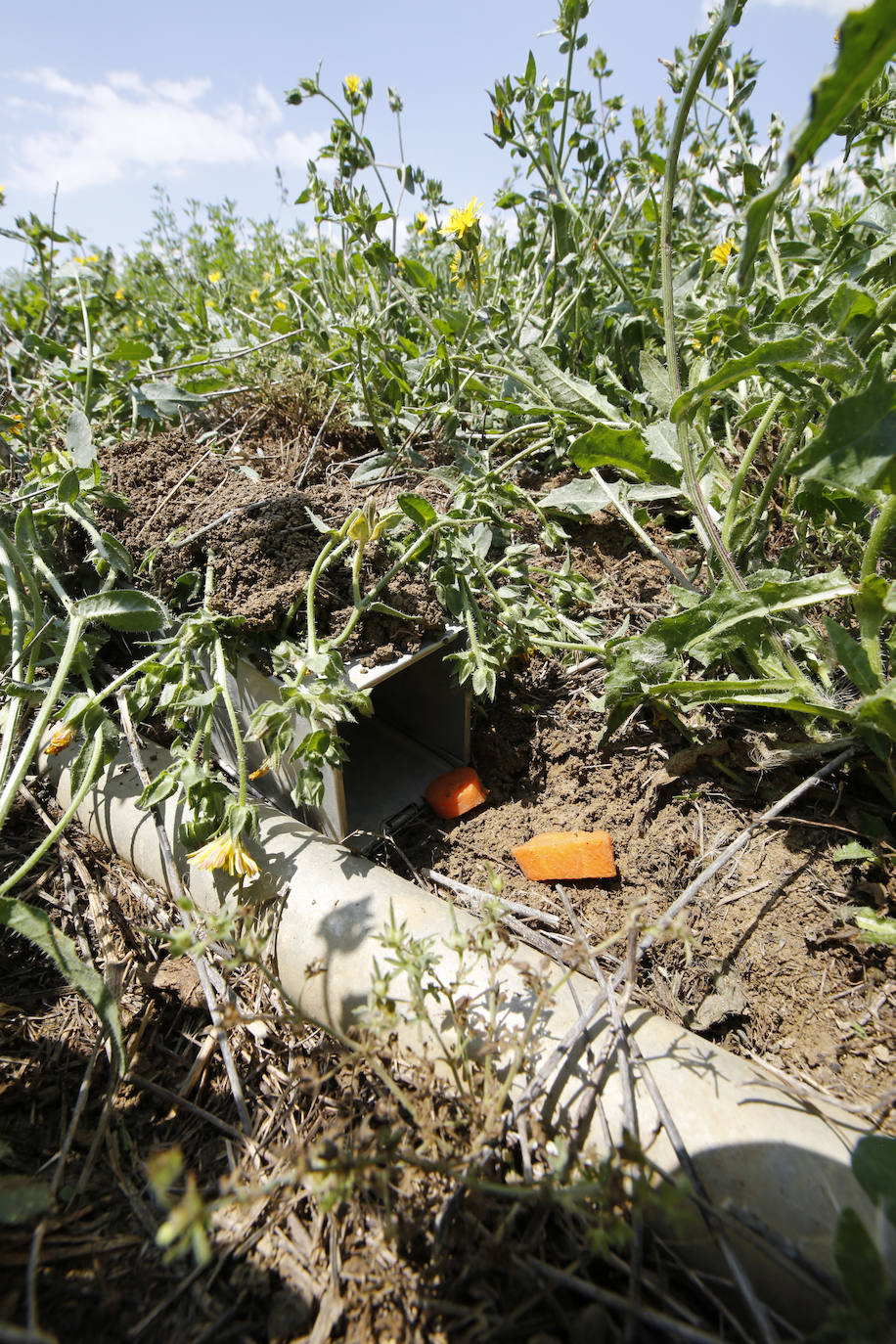 Fotos: Investigadores del Csic estudian la plaga de topillos en tierra de campos ( Palencia )