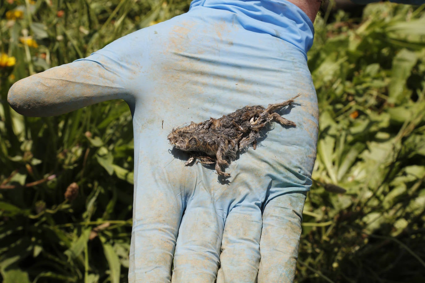 Fotos: Investigadores del Csic estudian la plaga de topillos en tierra de campos ( Palencia )