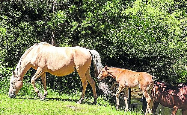 Caballos en el entorno de Valsaín. 