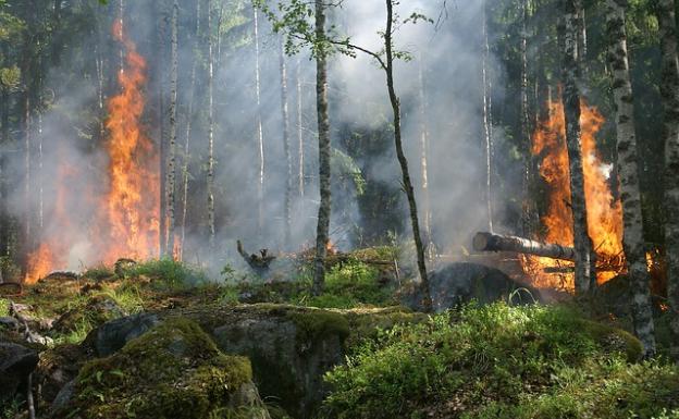 Incendio en pinar 