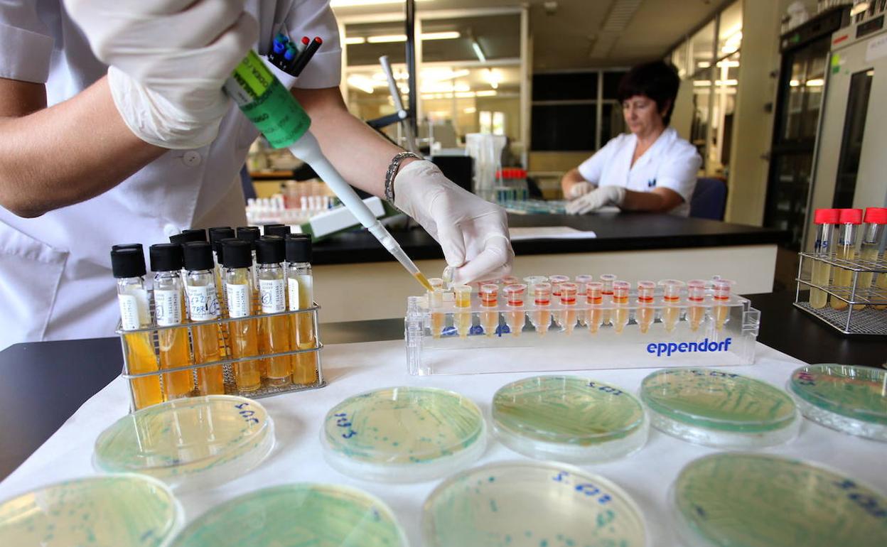 Técnicos de Sanidad toman muestras en un laboratorio con cultivos de salmonella. 