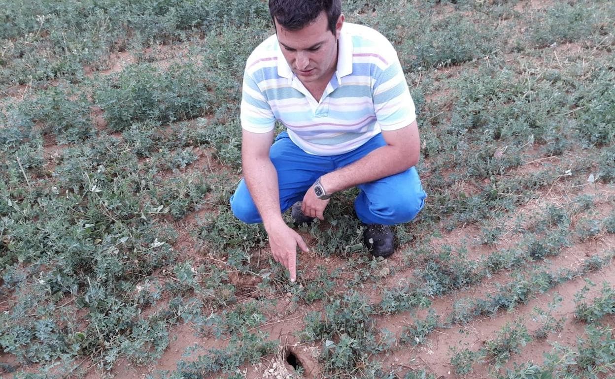 Enrique García, primer afectado por tularemia del año, señala una madriguera de topillo en un campo de alfalfa. 