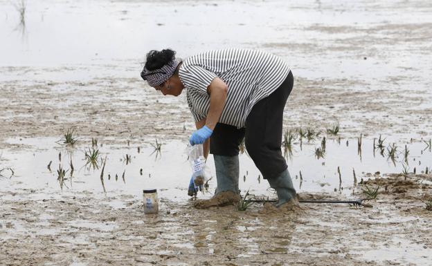 Galería. La investigadora Doló Vidal recoge muestras en la Laguna de Boada.