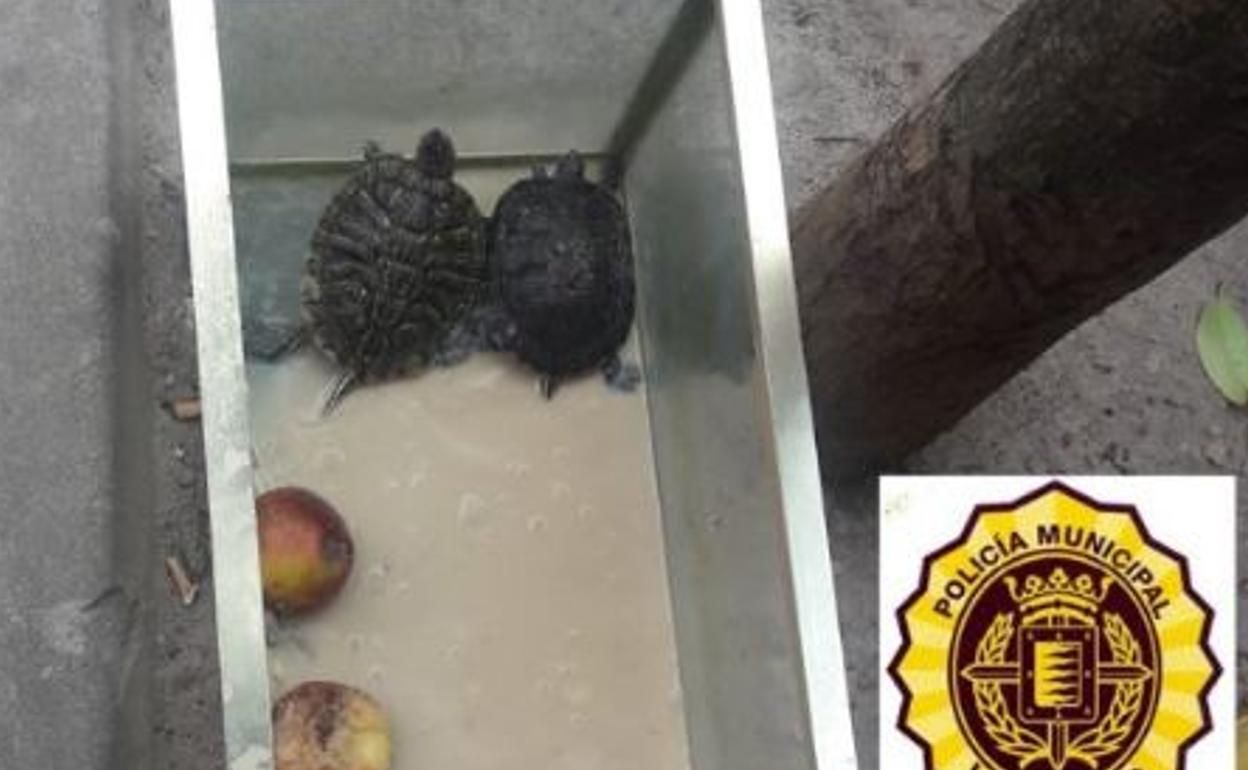 Imagen de las tortugas compartida por la Policía de Valladolid en Twitter.