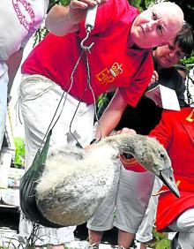 Imagen secundaria 2 - Atrapan a los cisnes para medirlos, pesarlos y anillarlos antes de devolverlos a la libertad. 