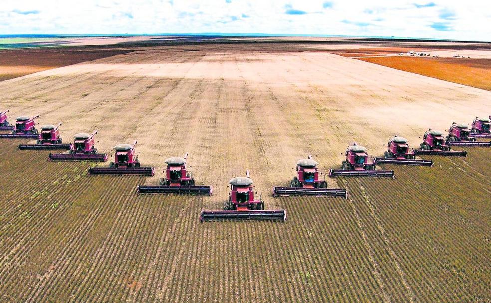 Un batallón de cosechadoras recoge el cultivo de soja en un campo chino. 