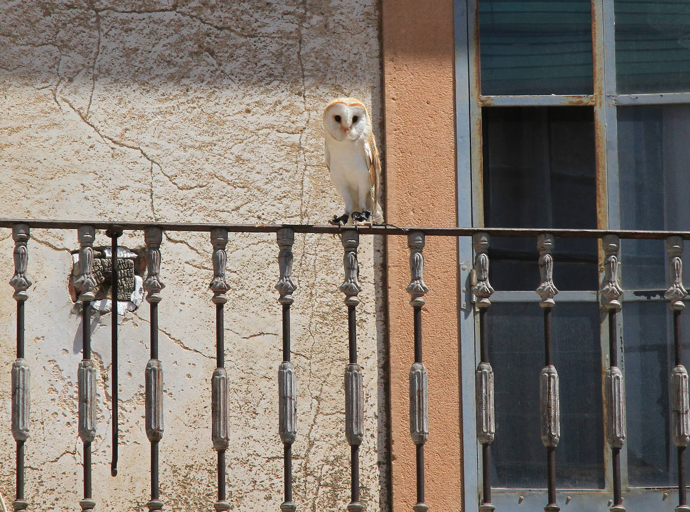 Fotos: Fiesta de los Fueros de Sepúlveda
