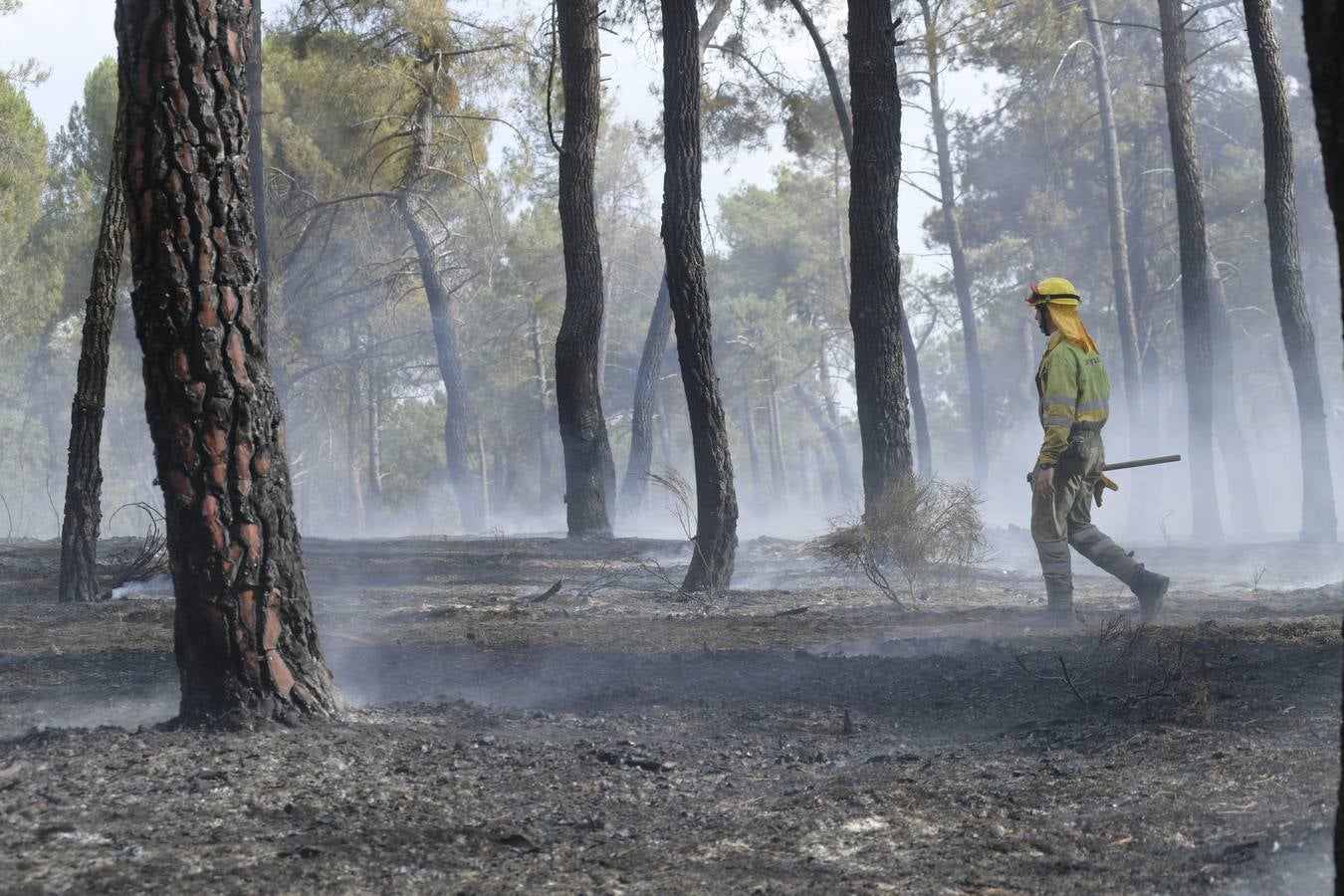 El incendio se ha declarado alrededor de las 15:00 horas en un pinar, en el área recreativa del Puente Hinojo.