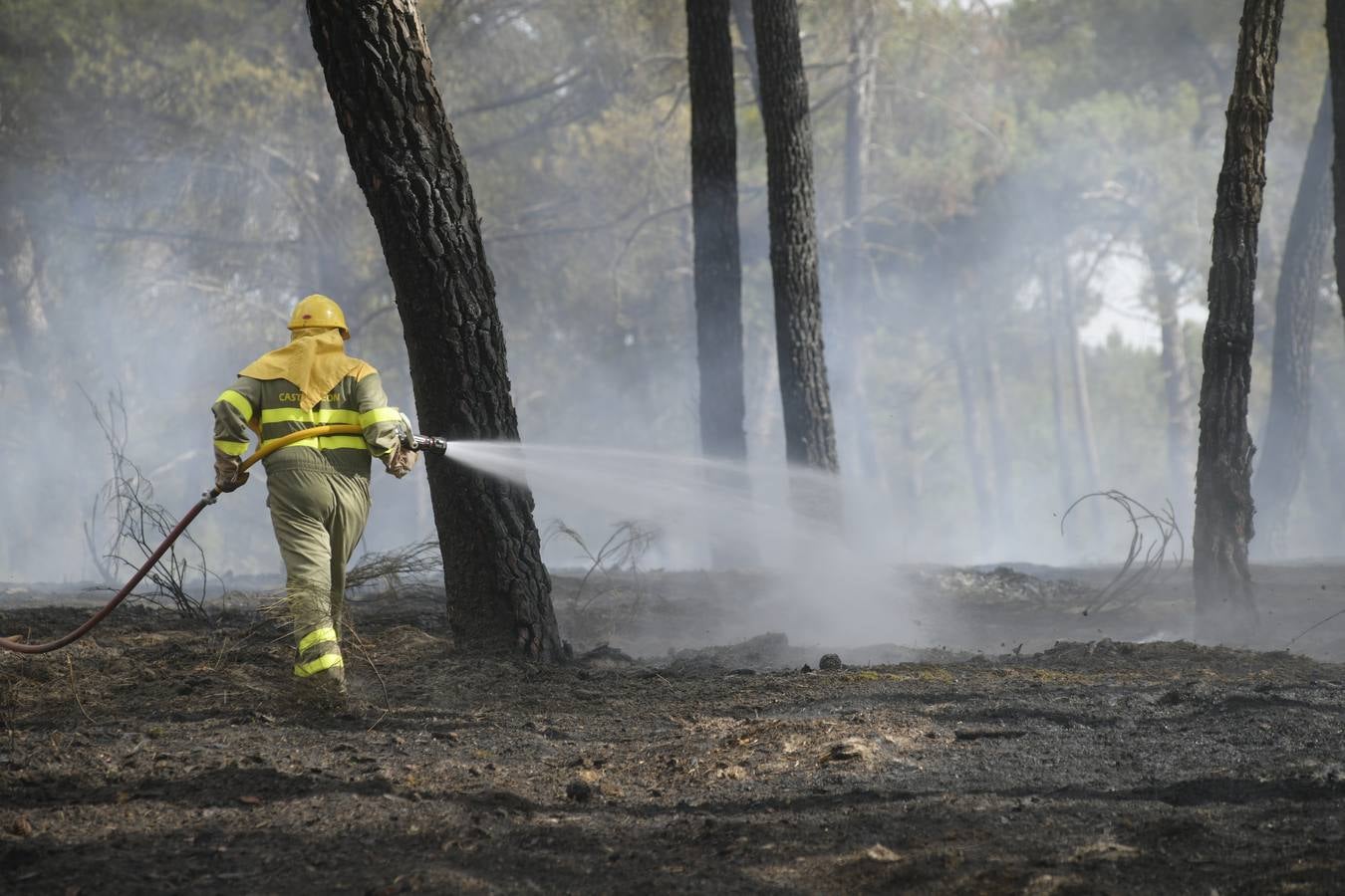 El incendio se ha declarado alrededor de las 15:00 horas en un pinar, en el área recreativa del Puente Hinojo.