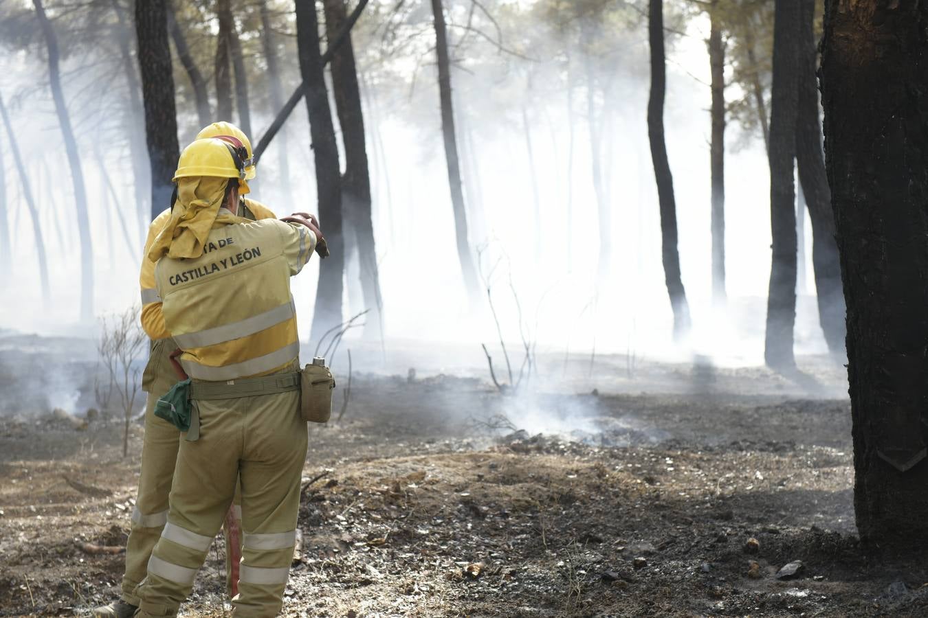 El incendio se ha declarado alrededor de las 15:00 horas en un pinar, en el área recreativa del Puente Hinojo.