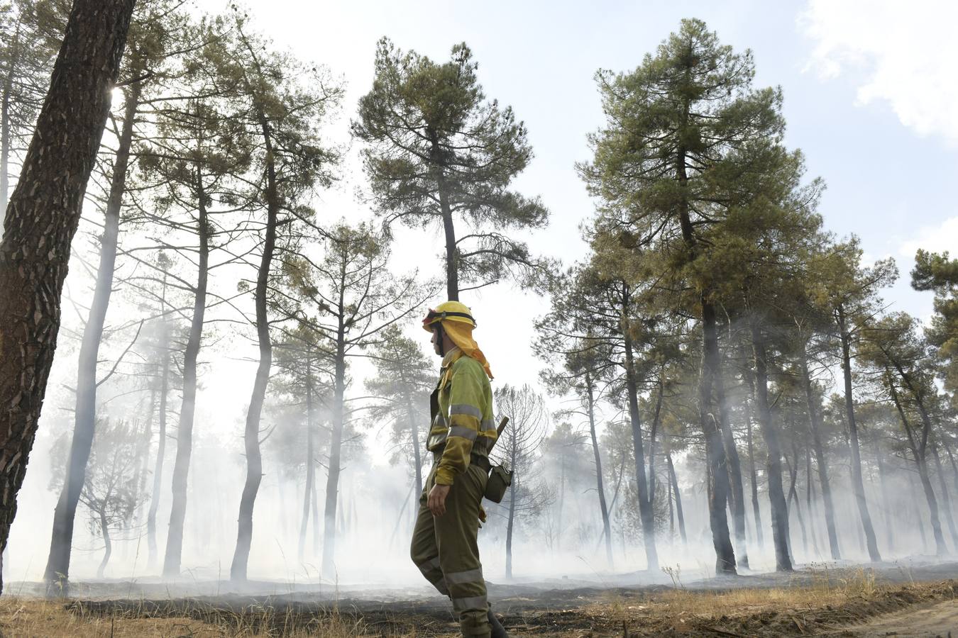 El incendio se ha declarado alrededor de las 15:00 horas en un pinar, en el área recreativa del Puente Hinojo.