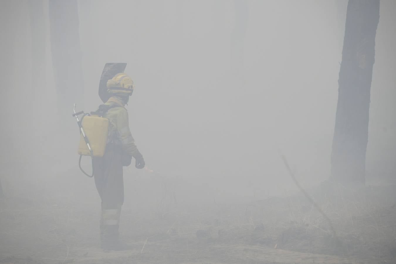 El incendio se ha declarado alrededor de las 15:00 horas en un pinar, en el área recreativa del Puente Hinojo.