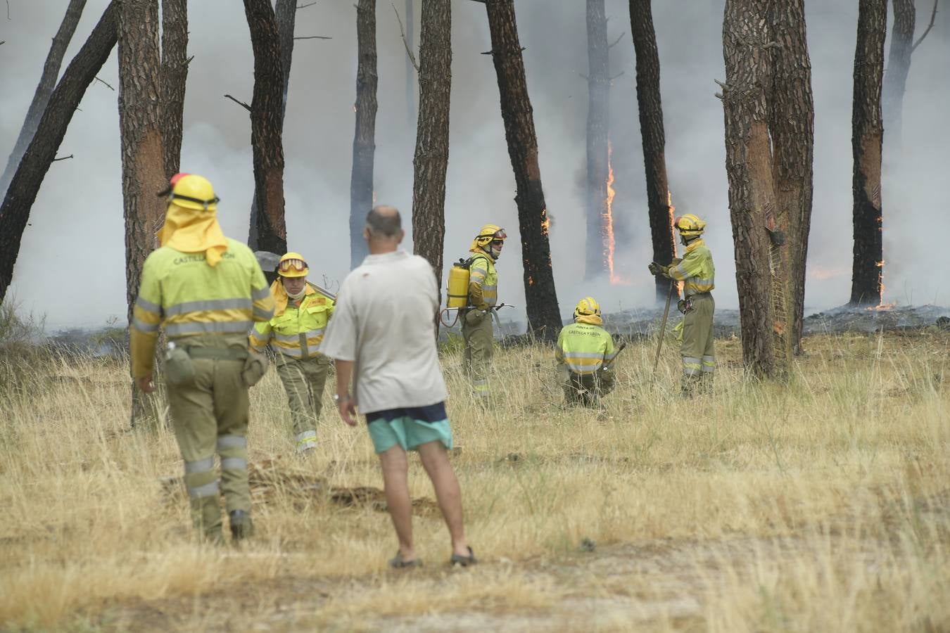El incendio se ha declarado alrededor de las 15:00 horas en un pinar, en el área recreativa del Puente Hinojo.