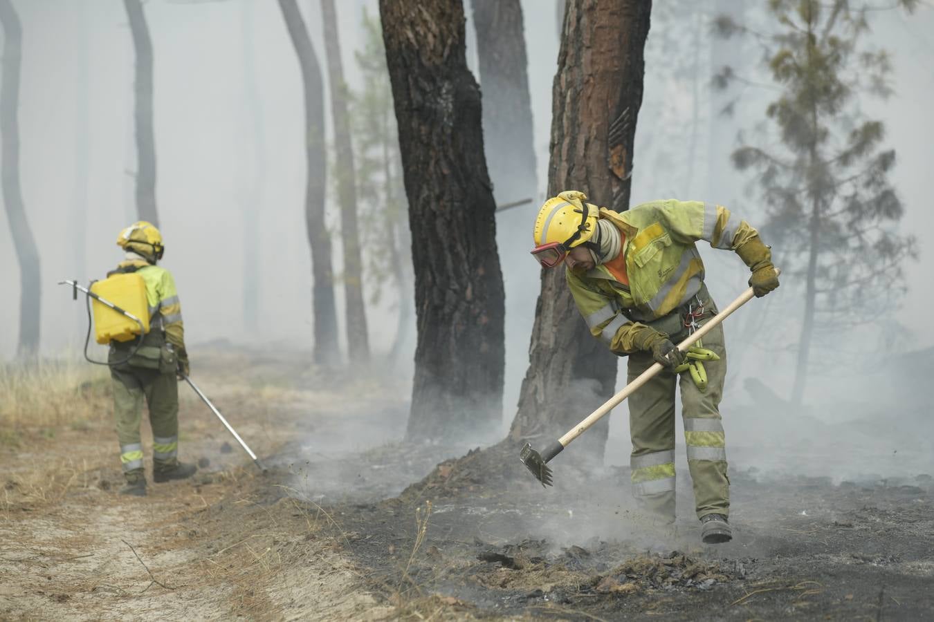 El incendio se ha declarado alrededor de las 15:00 horas en un pinar, en el área recreativa del Puente Hinojo.