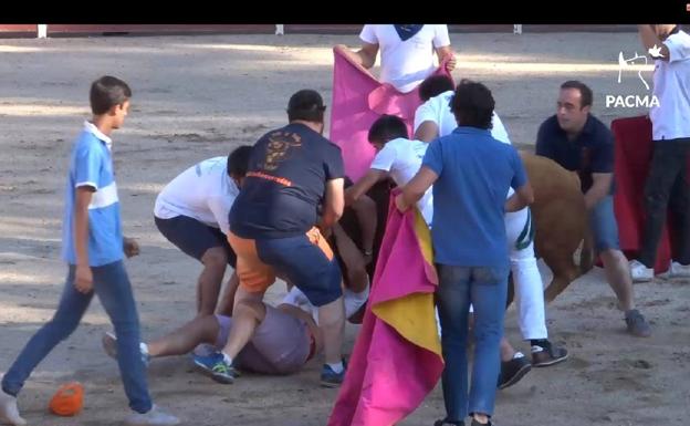 Unos mozos tratan de retirar al animal que se había abalanzado contra un joven en la becerrada de la fiesta de pandas de este viernes en San Rafael. 