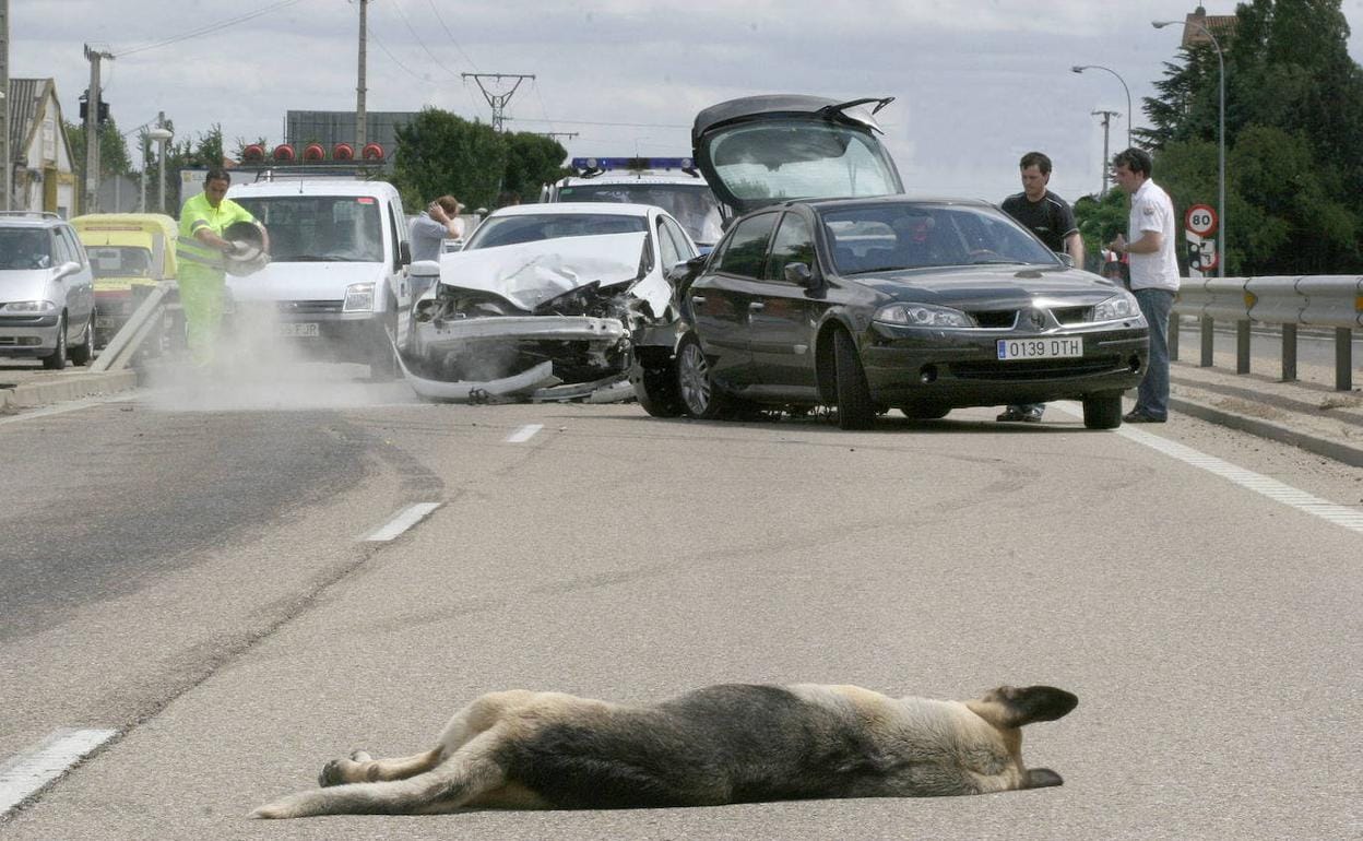 Colisión de varios vehículos tras el atropello de un perro pastor alemán el año pasado en Segovia.